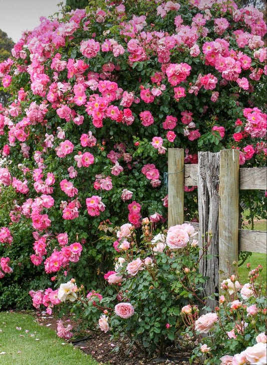 Elegant Climbing Rose Flower Seeds