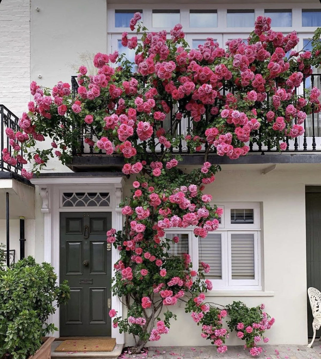 Elegent climbing rose seed+growth supplement