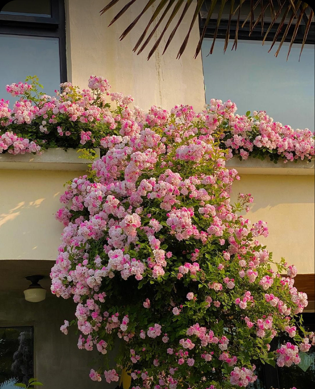 Elegent climbing rose seed+growth supplement