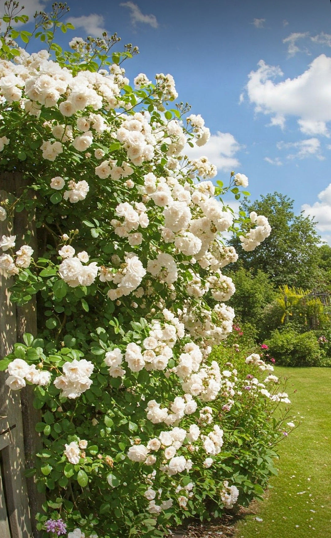 Elegent climbing rose seed+growth supplement
