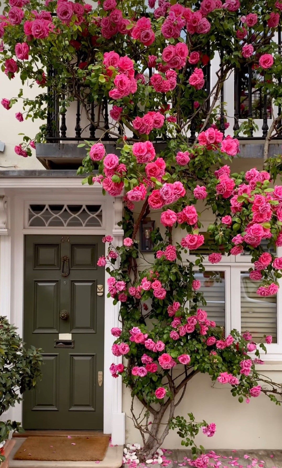 Elegent climbing rose seed+growth supplement