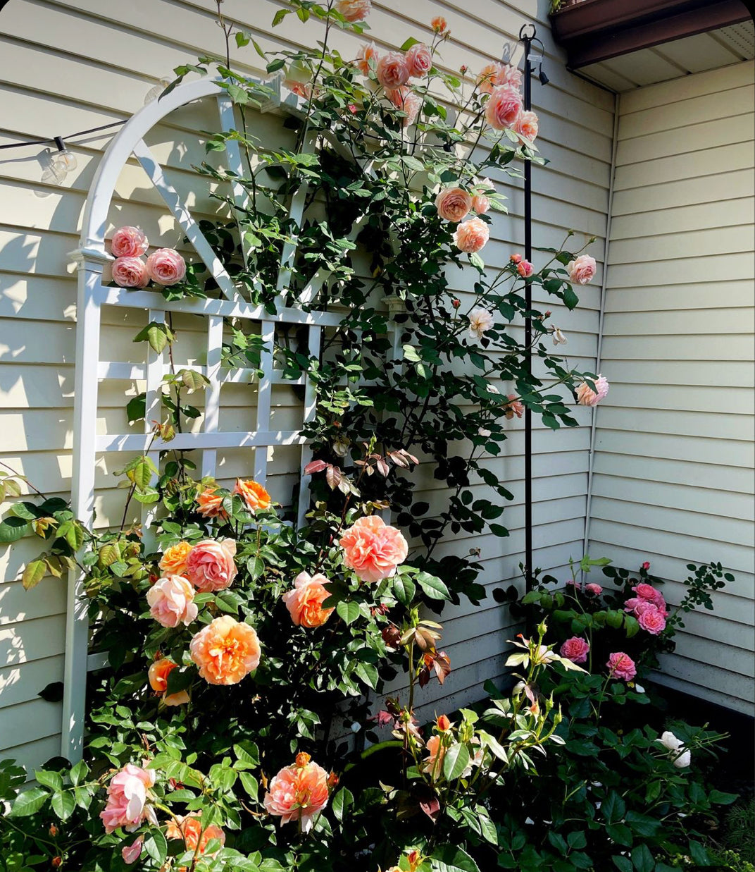 Elegent climbing rose seed+growth supplement