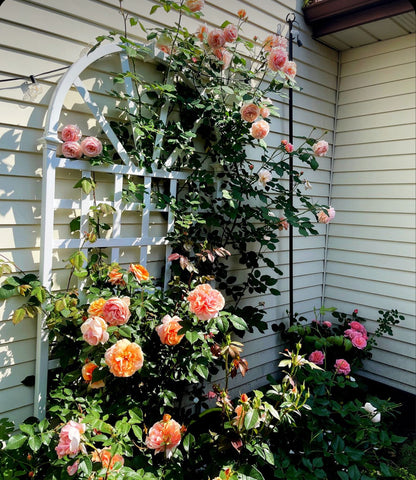 Elegent climbing rose seed+growth supplement