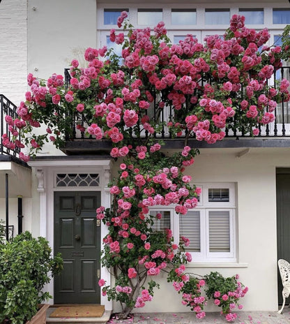 Elegent climbing rose seed+growth supplement